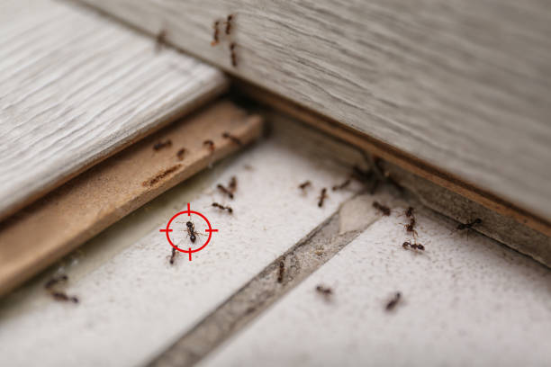 Best Commercial Pest Control Services  in Maquoketa, IA
