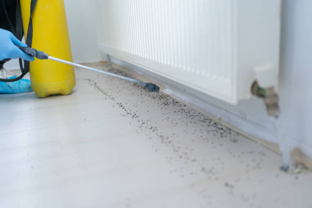 Best Mosquito Control Services  in Maquoketa, IA