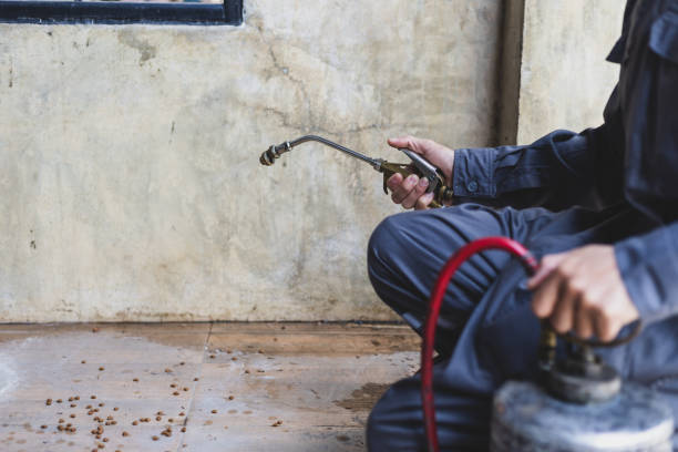 Best Wasp Removal Services  in Maquoketa, IA